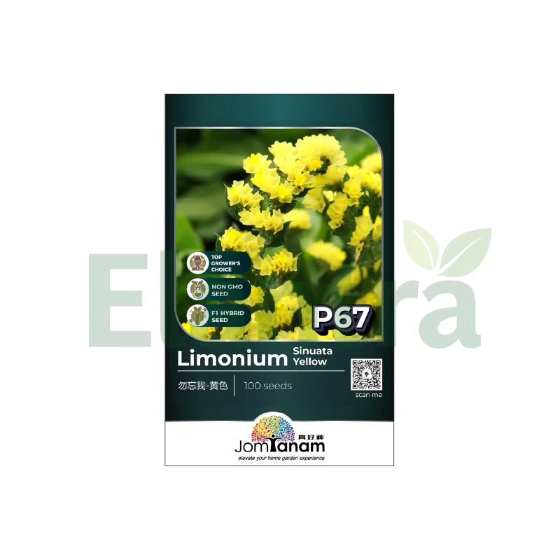 P67 LIMONIUM SINUATA YELLOW